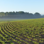 Gently rolling hills in Elgin