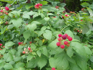 Raspberry Bushes