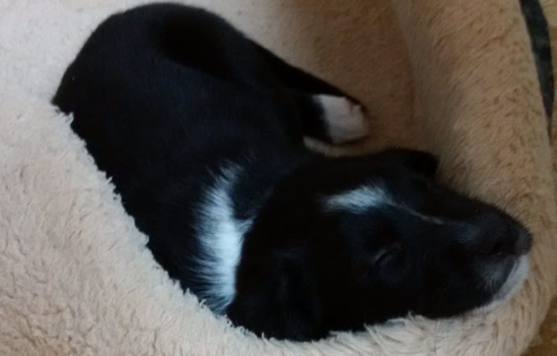 Murphy sleeping 7 wks