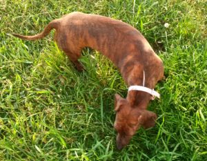 Lilly the Dachshund exploring