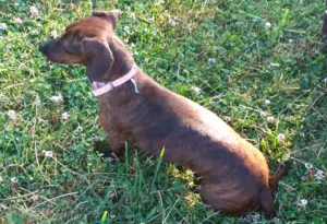 Lilly surveying the yard