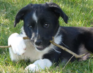 Murphy chomping a stick