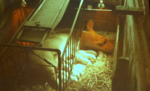 Sow with piglets, Roadhouse barn, 1960's