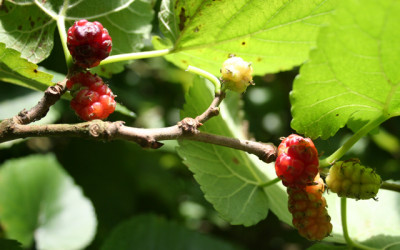 A Mulberry Afternoon