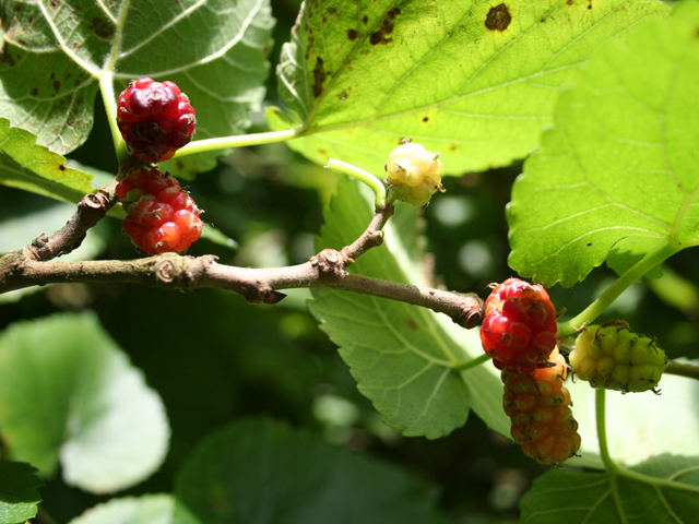 Mulberries and leaves