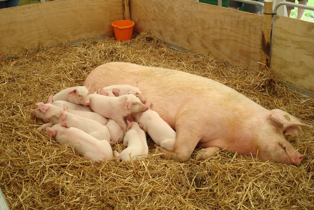 Sow and her piglets