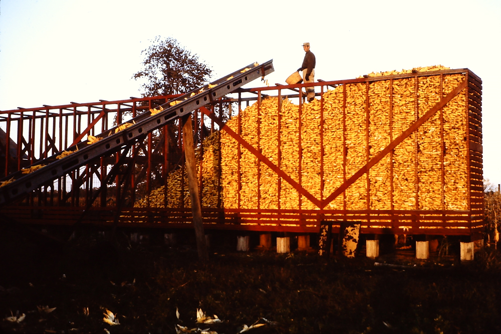 1970’s – Filling the Corn Crib – Dad making sure it was full to the brim