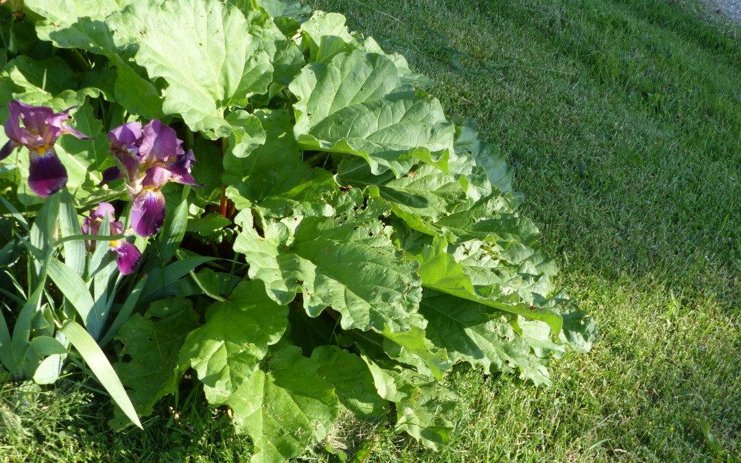 Rhubarb leaves