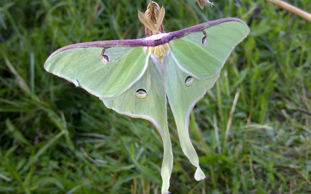 A Luna moth moment